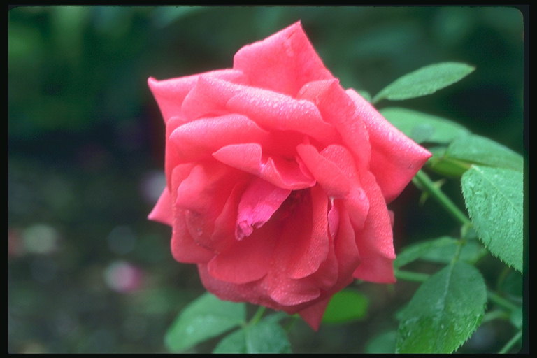 Bud på rosor efter ett regn.