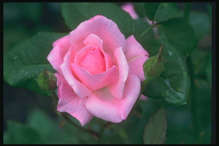 Rose pink dengan hati-hati-cabik Tepi-tepi petals.