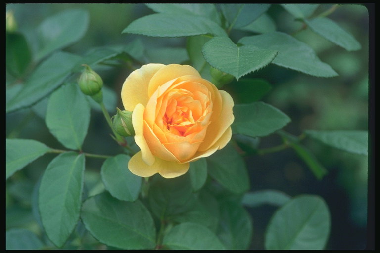 Маленький цветок розы, желтого оттенка. Темно-зеленые листики.