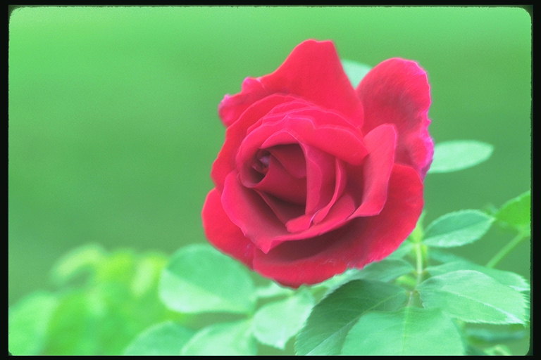 Red Rose kun vihreä tausta.