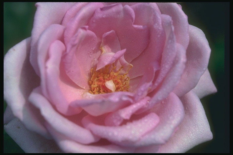 Rosa stacojiu cu marginile sfâşiat de petalele.