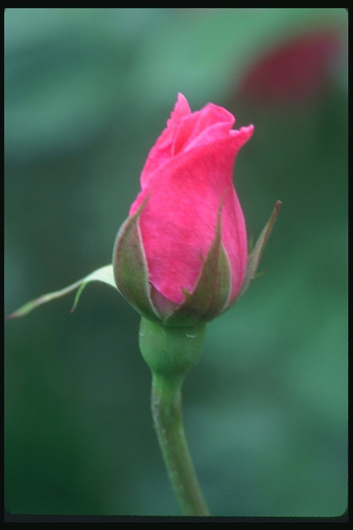 Bud ярки розови рози.