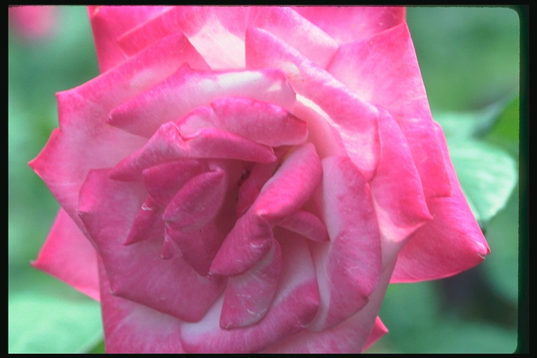 粉红玫瑰完整的心。