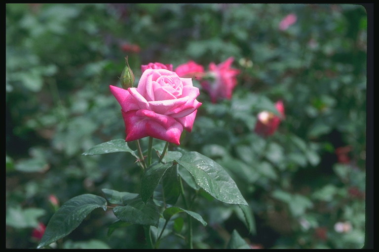 Różowa róża z czerwonym zabarwieniu.