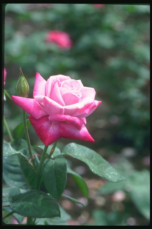 Roze rozen met rode onderste bloemblaadjes.