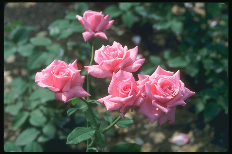 Bush jemně-růžové růže, s lesklou lesk.