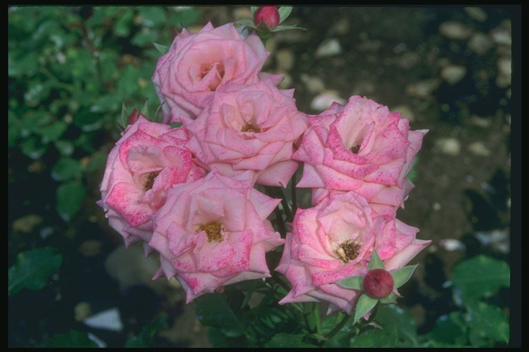 Bush rosas, pétalas con torção aguda.