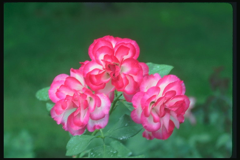 Троянди з білою серцевиною і червоними краями пелюсток.