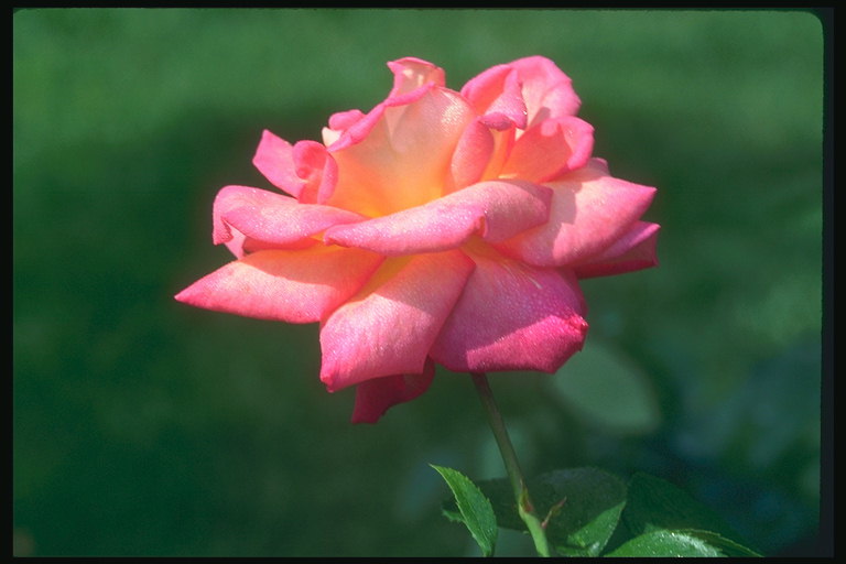 Rose oranžovo-růžová.