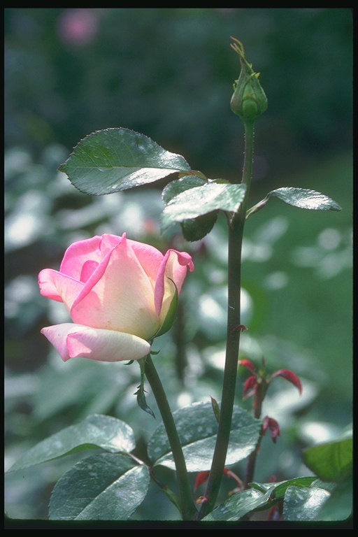 Бутоны розово-белой розы.