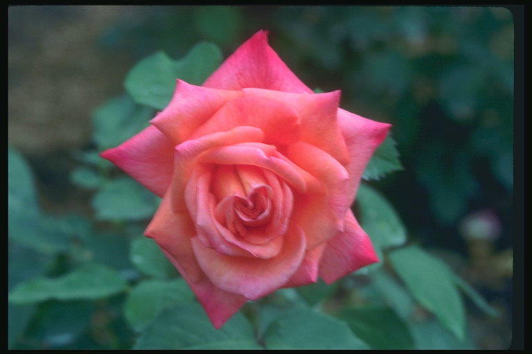Rose petals com afiada.