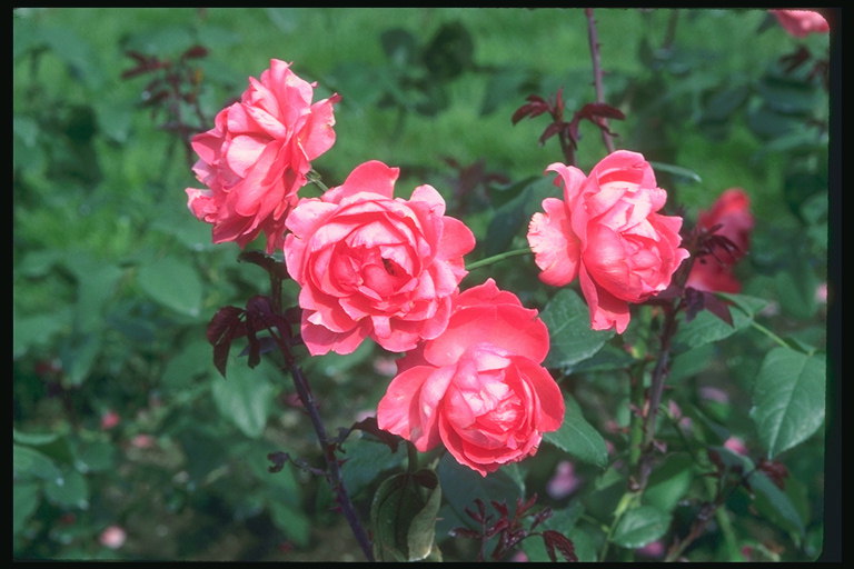 Rose Scarlet, simili għall-pion.