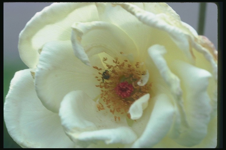 Biała Róża, z pustym podstawowych i krótkie stamens.