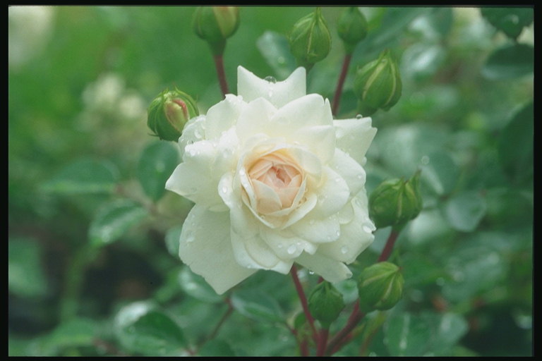 Ветка белой розы с бутонами.