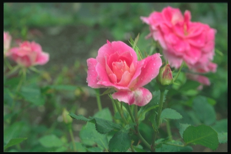 Rosa nyanser av rose, med revet kantene på petals.