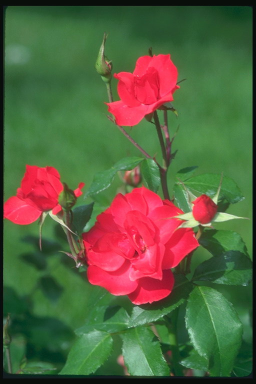 Dark-merah bunga mawar dengan kuntum.