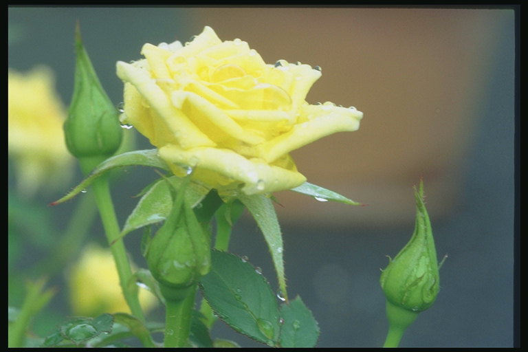 Троянда лимонного кольору з бутонами, після дощу.