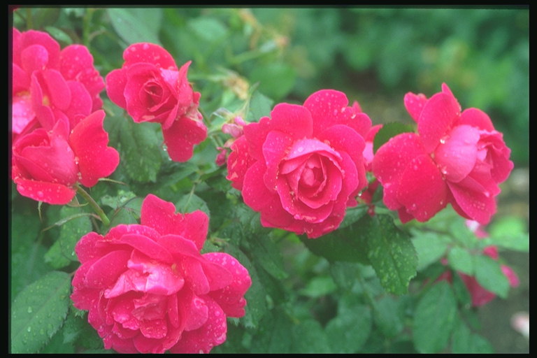 Dark pink roses, dengan putaran petals, koyak ujungnya.
