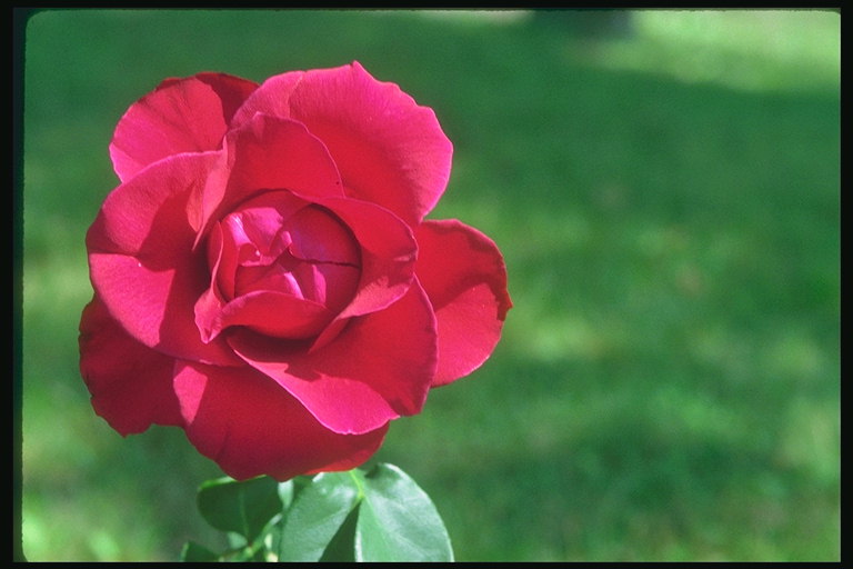 Темно-рожева троянда, з круглими пелюстками.