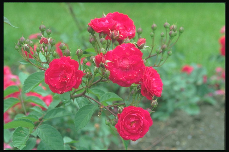 O ramo de rosas vermellas coas gemas.
