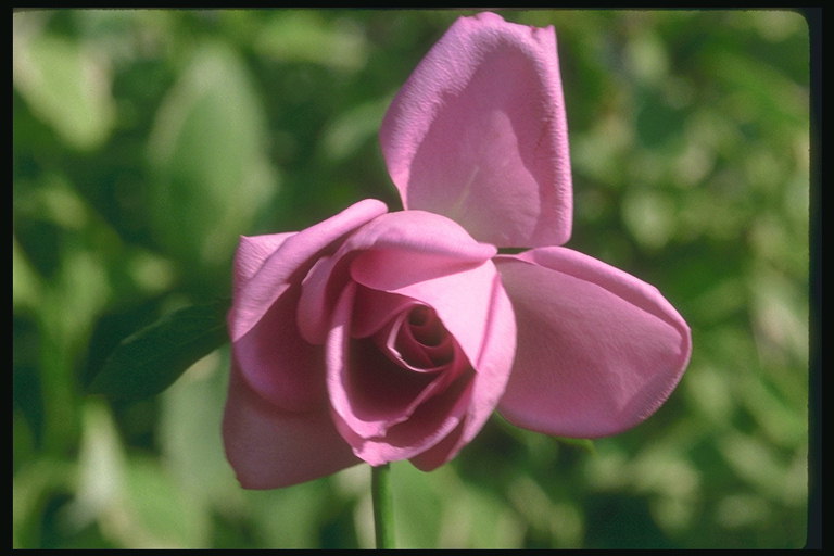 Rózsa lila árnyalatú.
