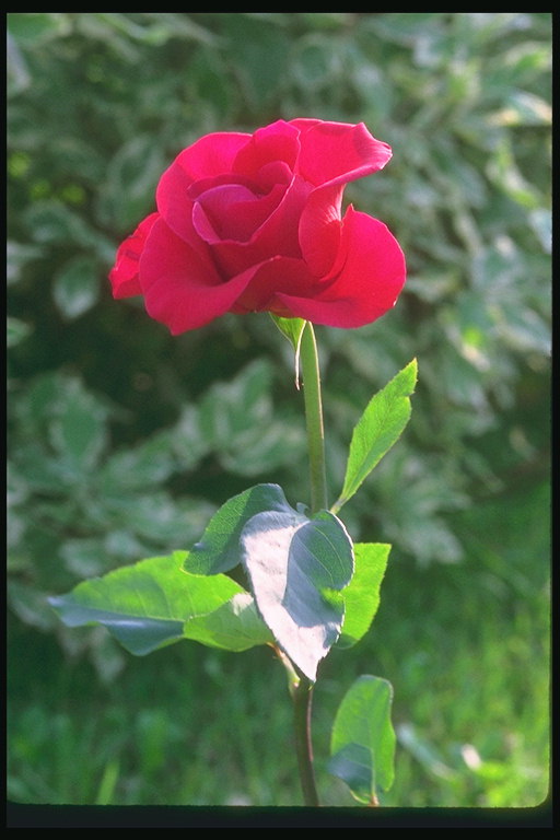 Троянда червона з великими хвилястих пелюстками, на товстій, довгій ніжці.