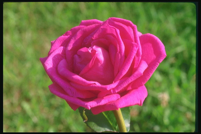 Roses de color rosa brillant.