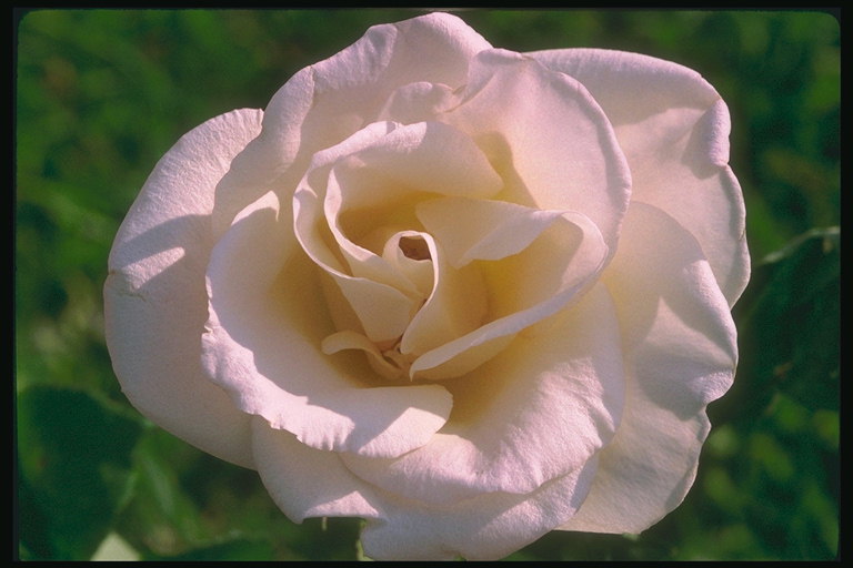 Lichtroze roos, met grote ronde bloemblaadjes.