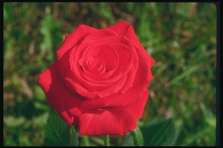 Velvet Red Rose.