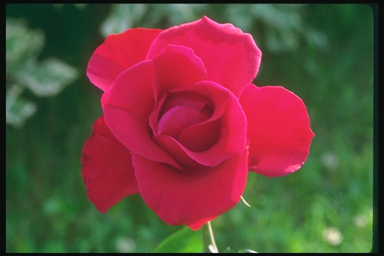 Red Rose ar ilgu ziedlapiņām.