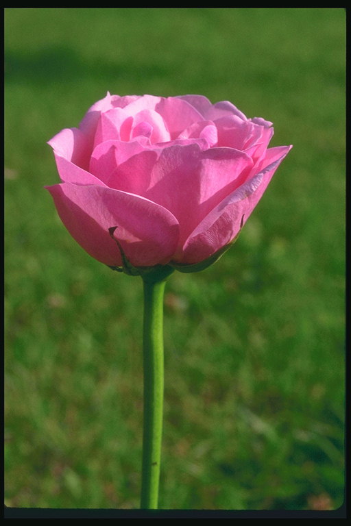 Bud z růžové růže na dlouhém stonku bez trní.