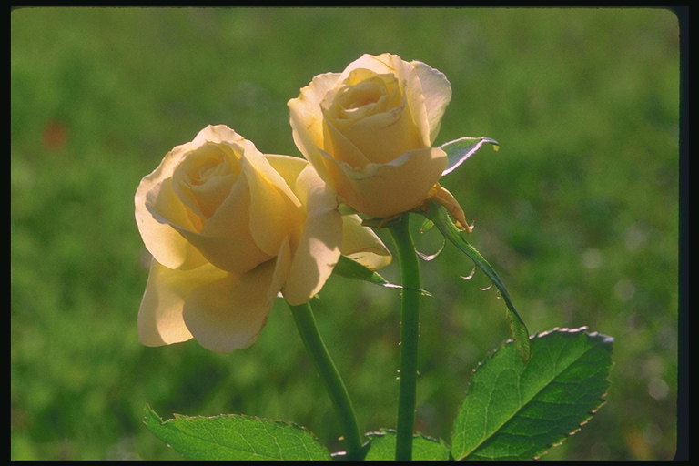 Varme og gule roser.