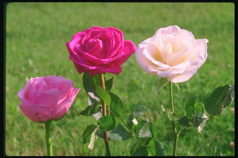 Komposisi dengan pink, pink dan cahaya terang pink roses
