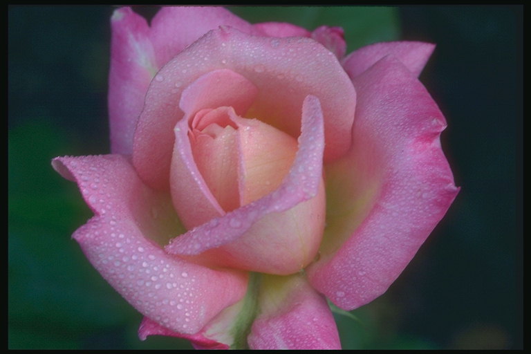Scarlet Rose med mörka kanter av kronbladens efter regn.