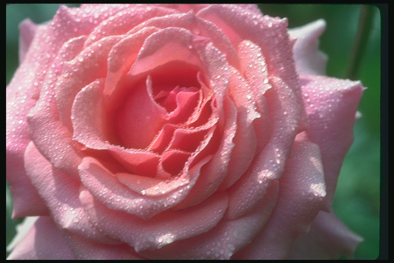 Rose mørkt scarlet med bred petals.