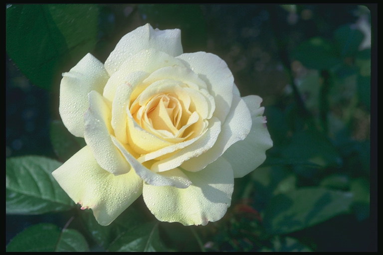 Бяла роза с жълта сърцевина.