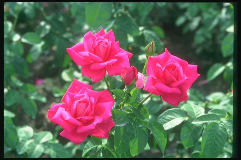 अंकुर के साथ बुश उज्ज्वल गुलाबी गुलाब.