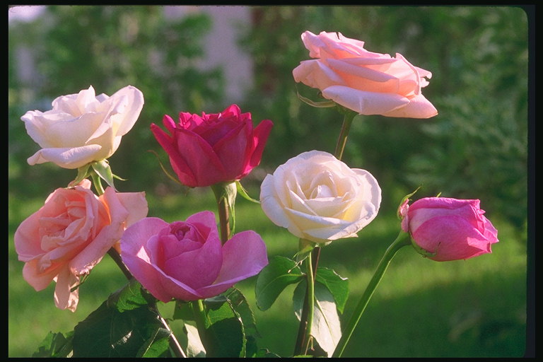 Roses. Spektrum av nyanser, vitt, rött, rosa och rött