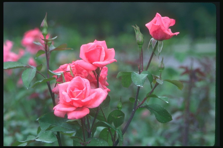 Nyanser av rosa roser med mørkegrønne bud.