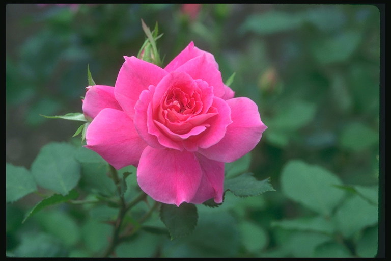 Роза ярко-розовая с волнистыми лепестками.