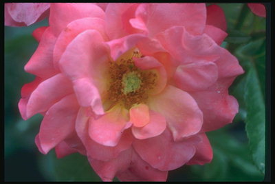 Rose pink with rounded petals.