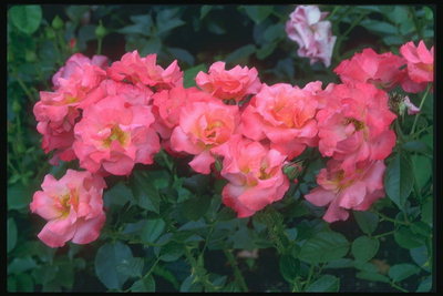 Bush ružové ruže.