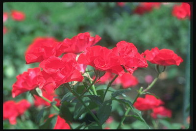 Small bush of red roses.