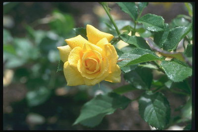 Желтая роза, с острыми краями лепестков, с маленькими листками в росе