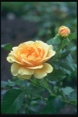 Желтая роза с тепло-оранжевой сердцевиной.