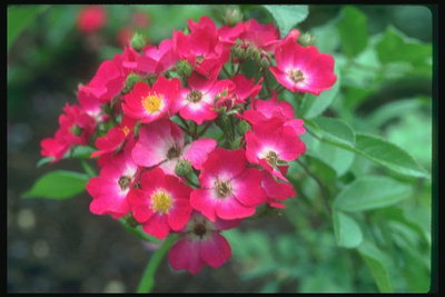 Els caps de petites roses de color rosa amb blanc cor buit.