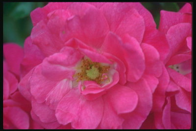 優しいピンクのバラ。