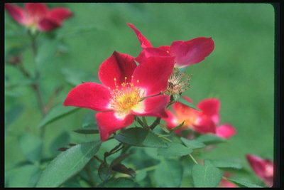 Wild Rose gjata me ngjyrë e stamens.