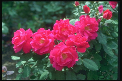 Bush roses. Les petites fleurs rose vif.