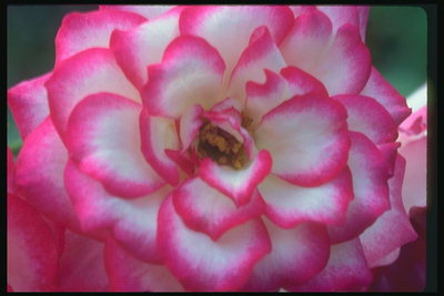 Rose baltā krāsā ar rozā rāmja malas no ziedlapiņām.